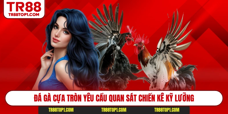 Đá gà cựa tròn yêu cầu quan sát chiến kê kỹ lưỡng