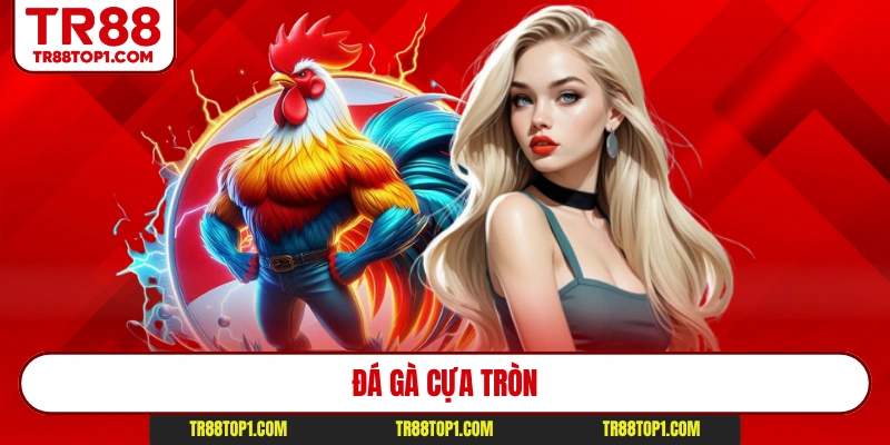 Đá Gà Cựa Tròn - Theo Dõi Những Màn So Tài Hay Top 1 TR88