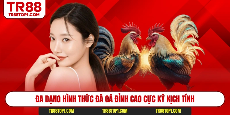 Đa dạng hình thức đá gà đỉnh cao cực kỳ kịch tính